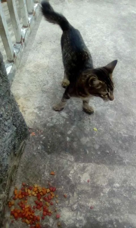 Gato ra a não se sabe idade 2 a 6 meses nome Nicky