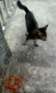 Nicky