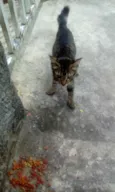 Nicky
