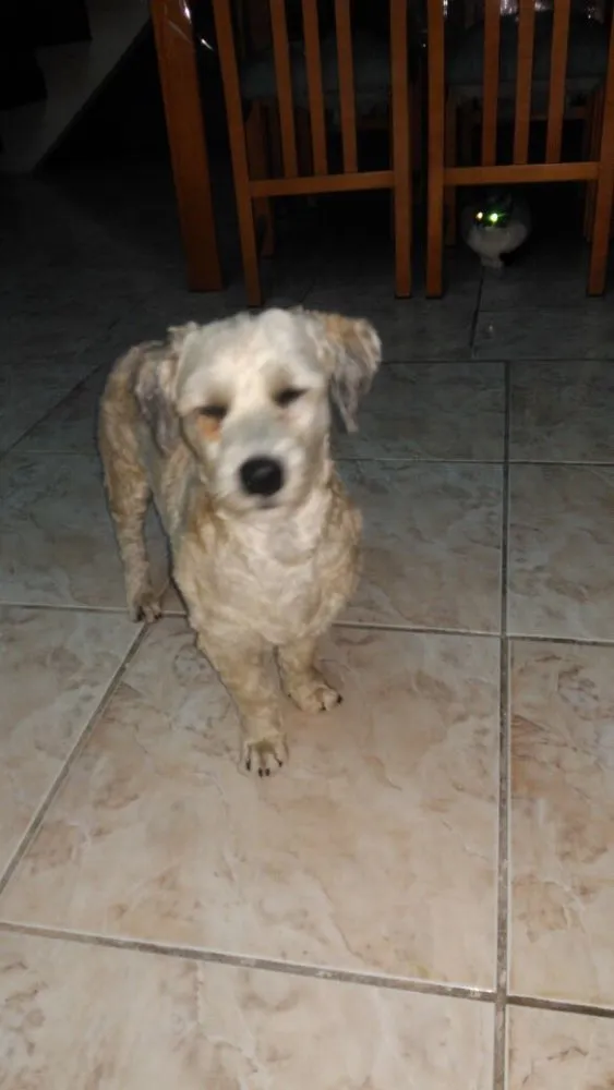 Cachorro ra a Poodle  idade 7 a 11 meses nome Ted 