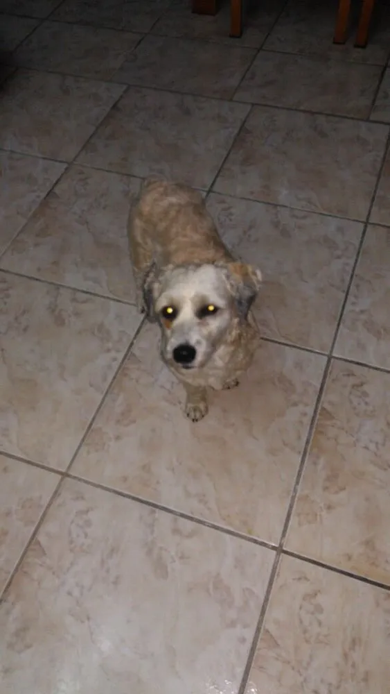 Cachorro ra a Poodle  idade 7 a 11 meses nome Ted 