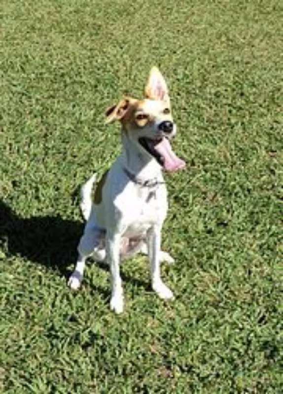 Cachorro ra a mestiça idade 2 anos nome princesa