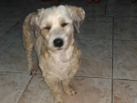 Cachorro ra a Poodle  idade 7 a 11 meses nome Ted 