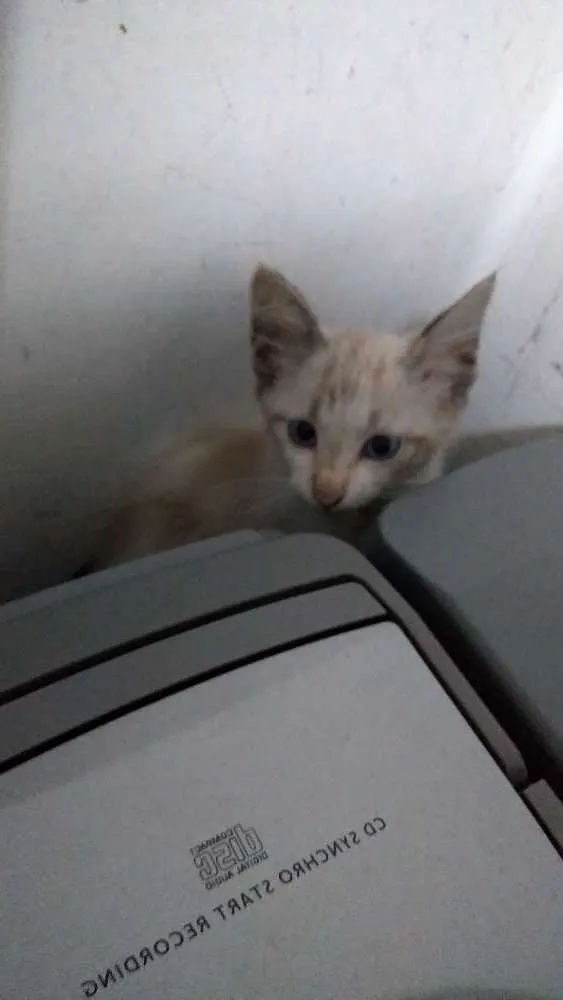 Gato ra a Sem raça definida idade 2 a 6 meses nome Cereja