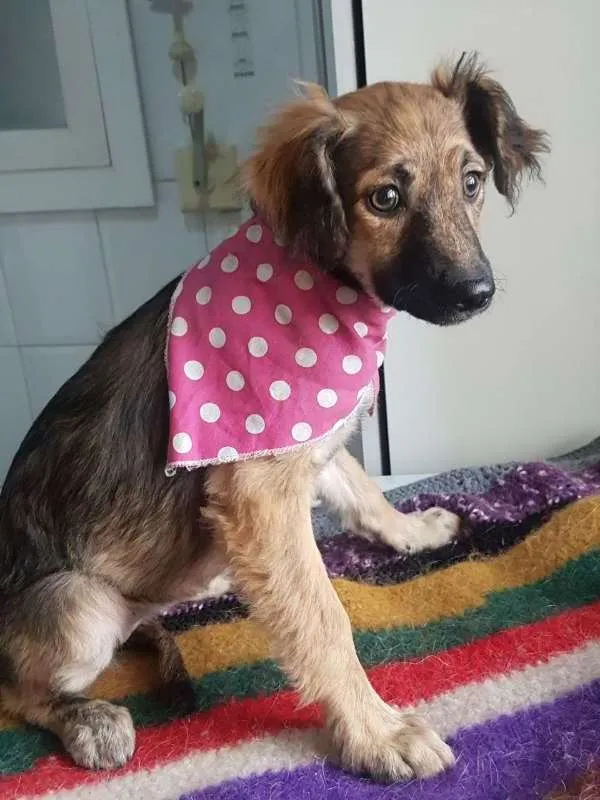 Cachorro ra a SRD idade 2 a 6 meses nome Kiara