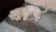 Belinha 