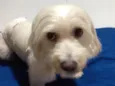 Belinha