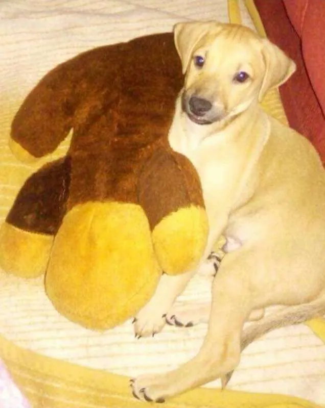 Cachorro ra a SRD idade 2 a 6 meses nome Zeus