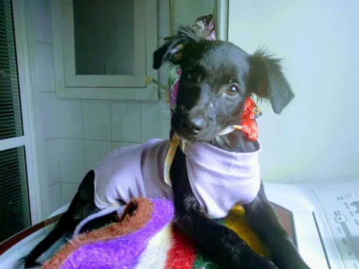 Cachorro ra a SRD idade 2 a 6 meses nome Raven