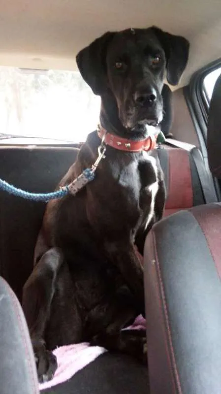 Cachorro ra a Dogue Alemão idade 1 ano nome Nega