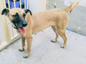 Cachorro raça SRD idade 1 ano nome Meg