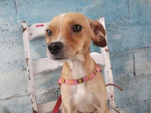 Cachorro raça srd idade 1 ano nome Flora de Assis