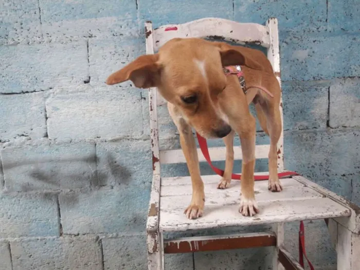 Cachorro ra a srd idade 1 ano nome Flora de Assis