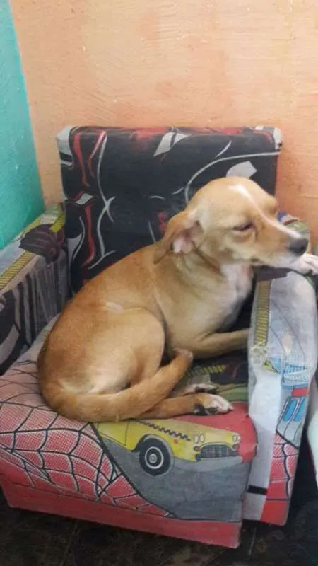 Cachorro ra a srd idade 1 ano nome Flora de Assis