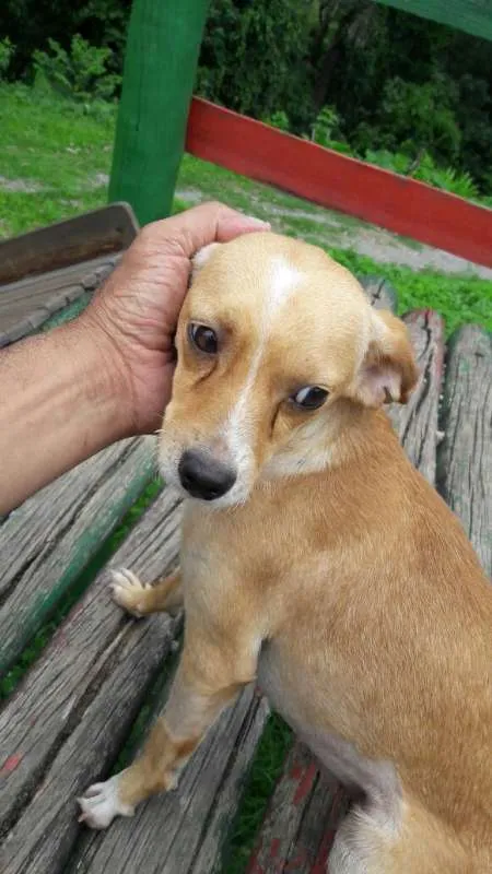 Cachorro ra a srd idade 1 ano nome Flora de Assis