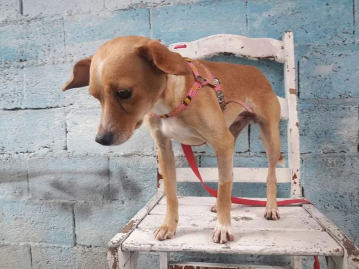Cachorro ra a srd idade 1 ano nome Flora de Assis