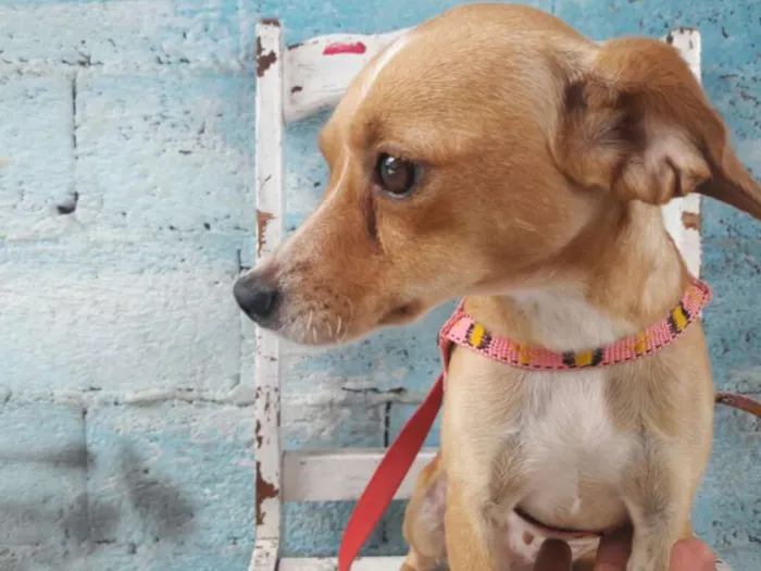 Cachorro ra a srd idade 1 ano nome Flora de Assis