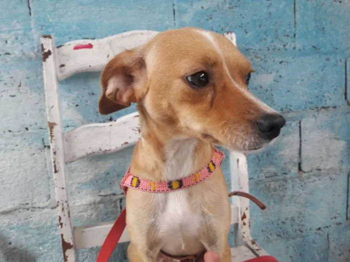 Cachorro ra a srd idade 1 ano nome Flora de Assis