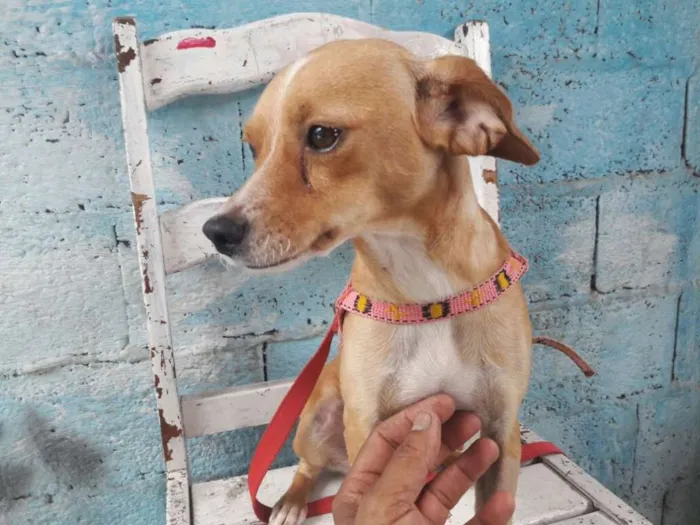 Cachorro ra a srd idade 1 ano nome Flora de Assis