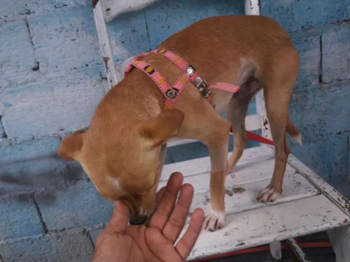 Cachorro ra a srd idade 1 ano nome Flora de Assis