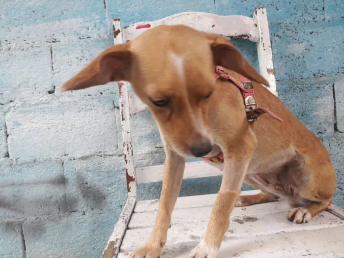 Cachorro ra a srd idade 1 ano nome Flora de Assis
