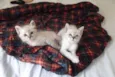 Gatinhos
