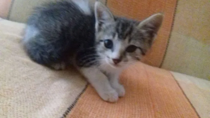 Gato ra a SRD idade 2 a 6 meses nome Bob