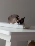Julieta