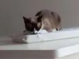 Julieta