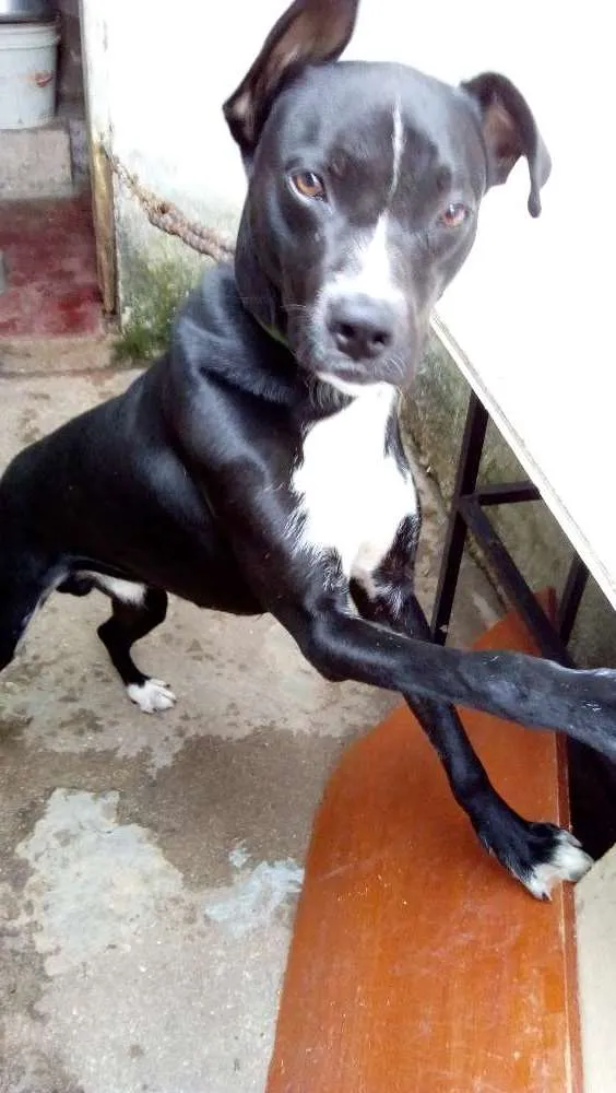 Cachorro raça Vira lata idade 1 ano nome Falcão