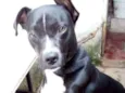 Falcão