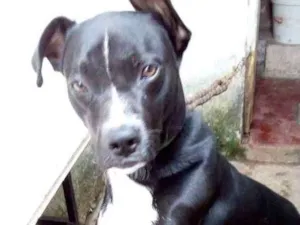Cachorro raça Vira lata idade 1 ano nome Falcão