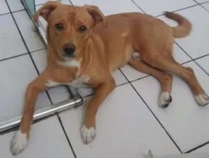Cachorro raça SRD idade  nome marley