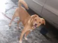 marley
