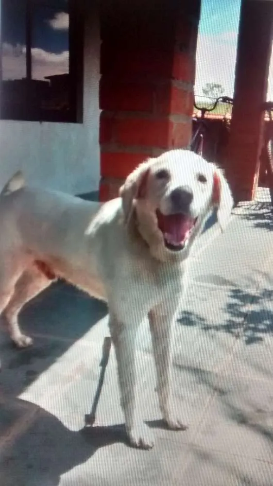 Cachorro ra a Não definido idade 6 ou mais anos nome DOG