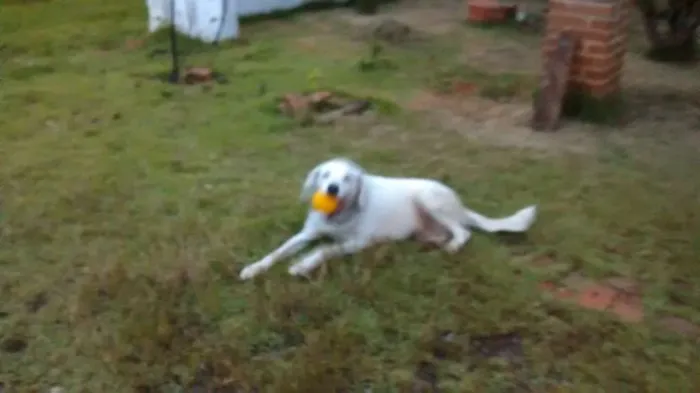 Cachorro ra a Não definido idade 6 ou mais anos nome DOG
