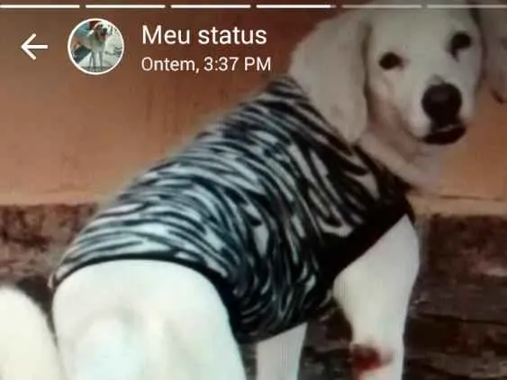 Cachorro ra a Não definido idade 6 ou mais anos nome DOG