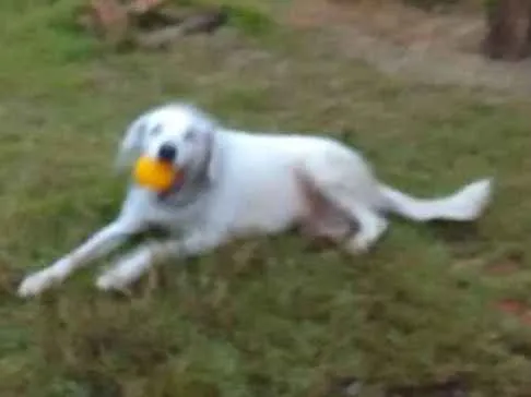 Cachorro ra a Não definido idade 6 ou mais anos nome DOG
