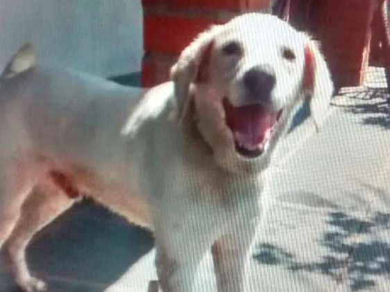 Cachorro ra a Não definido idade 6 ou mais anos nome DOG