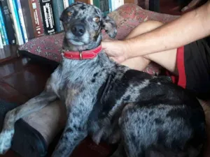 Cachorro raça SRD idade 2 anos nome Florinda