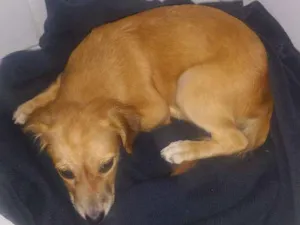 Cachorro raça Srd idade 2 a 6 meses nome Luna