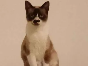 Gato raça SRD idade 1 ano nome Julieta
