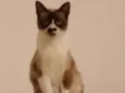 Julieta