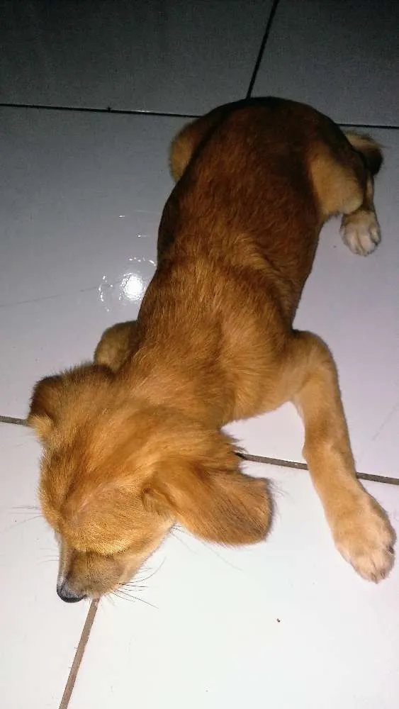 Cachorro raça Srd idade 2 a 6 meses nome Luna