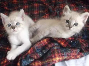 Gato raça SRD idade 2 a 6 meses nome Gatinhos