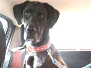 Cachorro raça Dogue Alemão idade 1 ano nome Nega