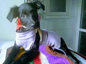Cachorro raça SRD idade 2 a 6 meses nome Raven