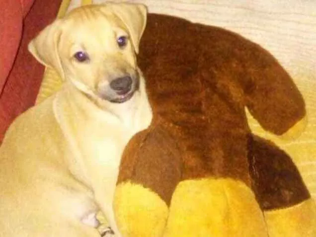 Cachorro ra a SRD idade 2 a 6 meses nome Zeus