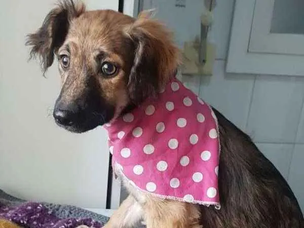 Cachorro ra a SRD idade 2 a 6 meses nome Kiara
