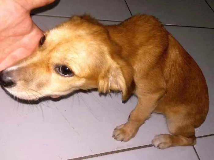 Cachorro raça Srd idade 2 a 6 meses nome Luna